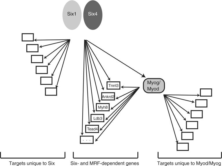 Six1 DNA binding preferences chart