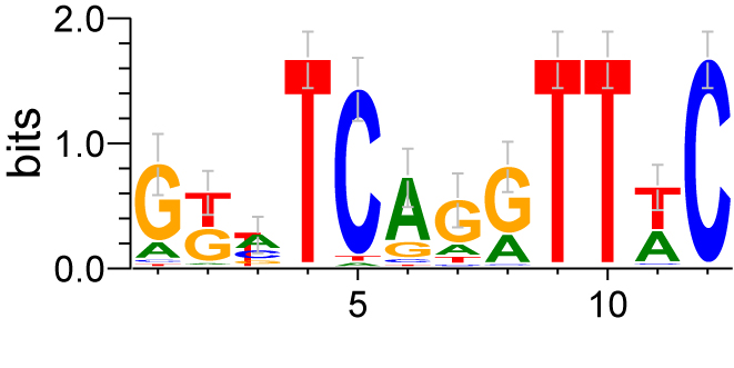 Six1 DNA binding preferences
